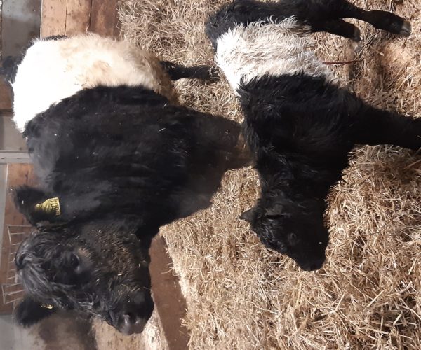 Nyfødt Belted Galloway kalv