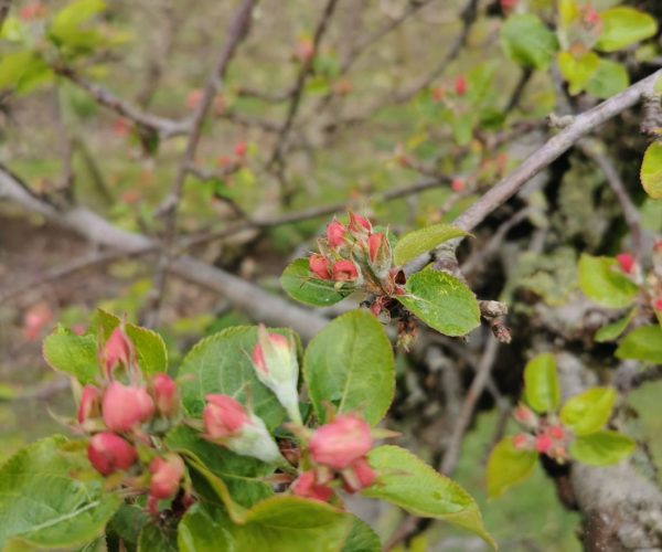 Snart venter et vakkert skue i Telemark, epleblomstring!