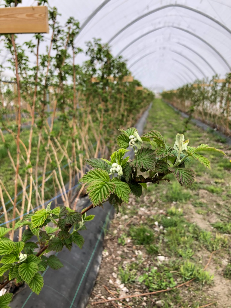 Bringebæra er snart i blomst.