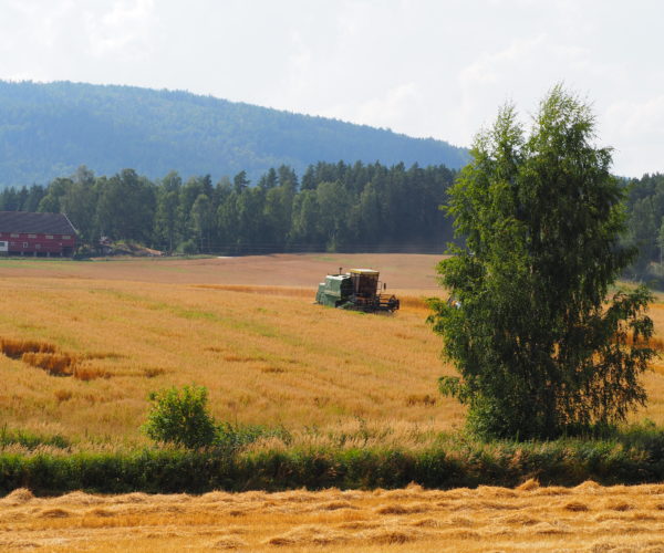 I nærheten var det flere bønder som også var i gang med treskinga.