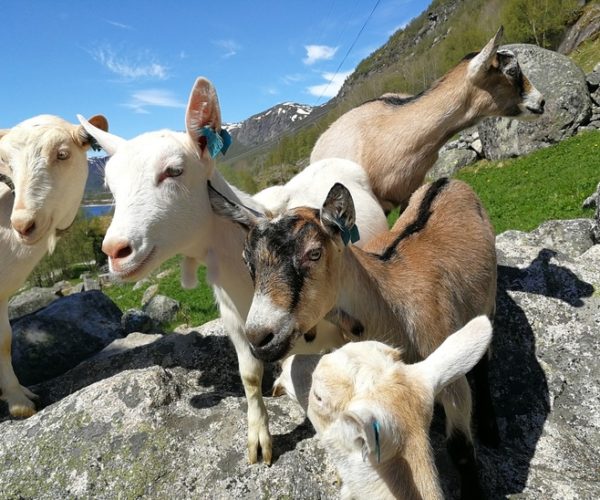 Geita er det eldste husdyret vi kjenner til. Nøysom, hardfør og altetende. Det gjør at geita passer perfekt i fjellområder. 