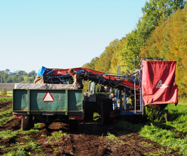 Det første jeg fikk se var høsting av gulrøtter. Dobbelt sett med traktor og henger gikk i skytteltrafikk mellom lager og gulrotfeltet. 