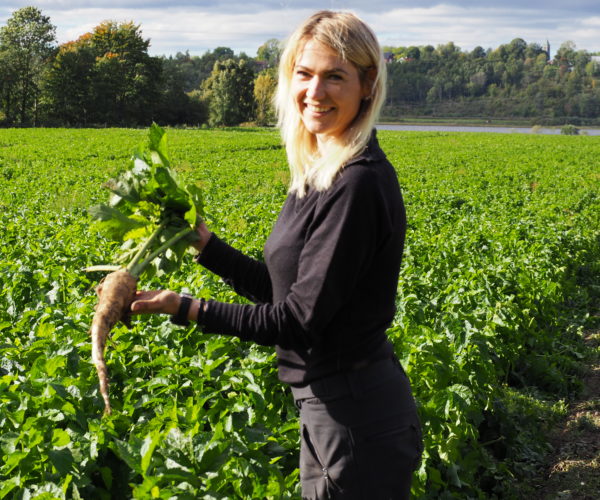  På vei for å finne neste innhøstingsmaskin, tok vi turen innom et jorde med pastinakk. Anna gikk all inn for å finne et godt eksemplar. Pastinakken er ikke like villig som gulroten til å slippe taket i jorda, den må overtales. 