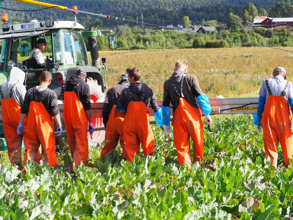 Bøy og tøy! Blomkålen ligger tett ned mot bakken og må kuttes for hånd før den havner på båndet. En god gjeng var i gang med siste innhøsting av blomkål på dette feltet.