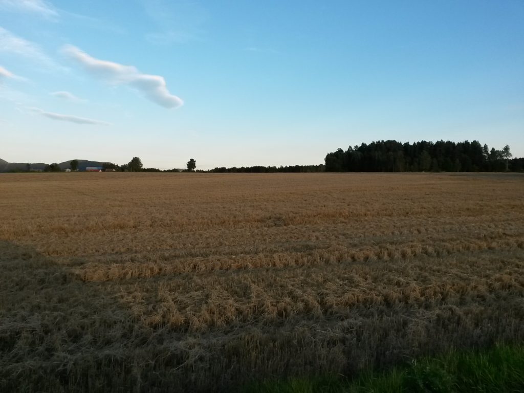 I deler av Telemark er det gode forhold for korndyrking. Her fra Helgen ved Ulefoss.