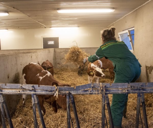 Naturbrukselever får stelle dyra i fjøset på Melsom