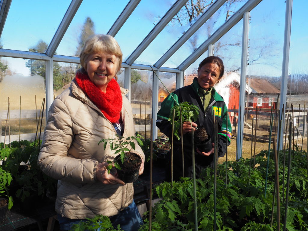 Drivhuset med blant annet tomater buler nå i veggene! Gartner Anette er ivrig på å få tomatene inn i tunnelene. fv. Tove Hoppestad og Anette Bjørntvedt.