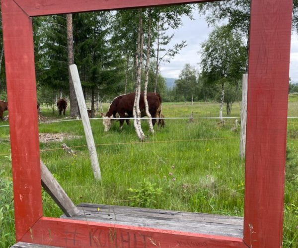 Flott ramme fra Vinje og Tokke med storfê på beite