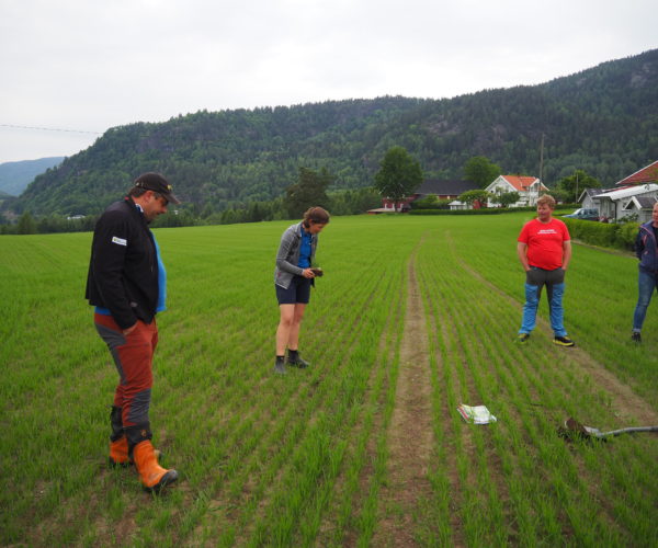 Per Ivar Hanedalen og Ingvild Evju orienterer i havreåker i Siljan,