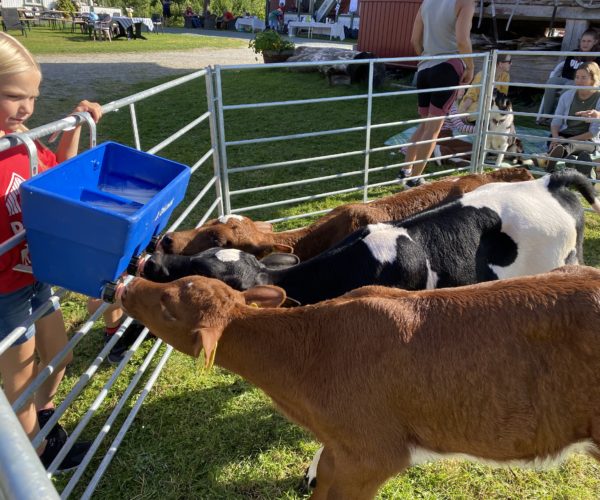 Møte mellom folk og dyre er nyttig og hyggelig for begge parter