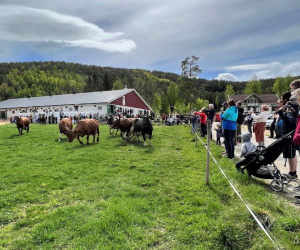 Kuslipp i Bø er et veldig populært arrangement.