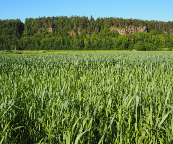 Betong vårhvete på Rogn som nærmer seg skyting.