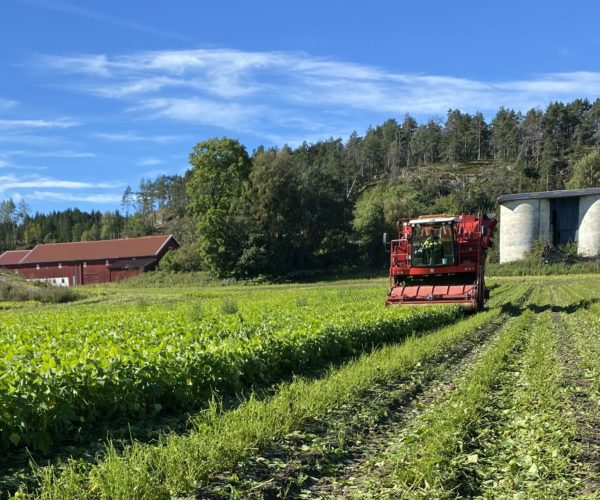 Her er bønnehøsteren i aksjon. Det er folk fra Vestfold Landbrukstjenester som kjører høsteren. 