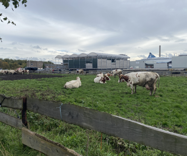 En litt annerledes opplevelse - Floating Farm i Rotterdam. 